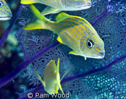 The French Grunt, one of the more cooperative fish on my ... by Pam Wood 
